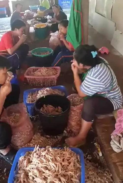 爆料鸡爪制作视频,自制美味鸡爪，跟随视频教程轻松学会！