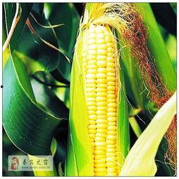 玉米最新爆料,揭秘玉米产业的最新动态与未来趋势  第2张