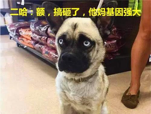 巴哥赤犬爆料了吗视频播放,揭秘幕后的惊人真相 第2张 巴哥赤犬爆料了吗视频播放,揭秘幕后的惊人真相 第2张